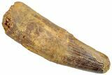 Fossil Spinosaurus Tooth - Huge Dinosaur Tooth #255493-1
